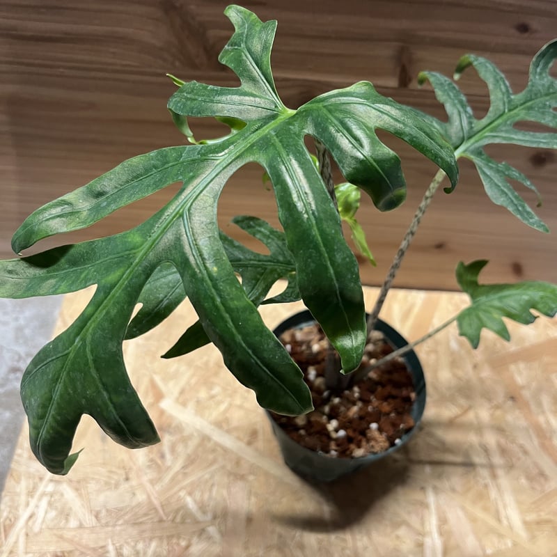 アロカシア ブランキフォリア | GREEN LUCK