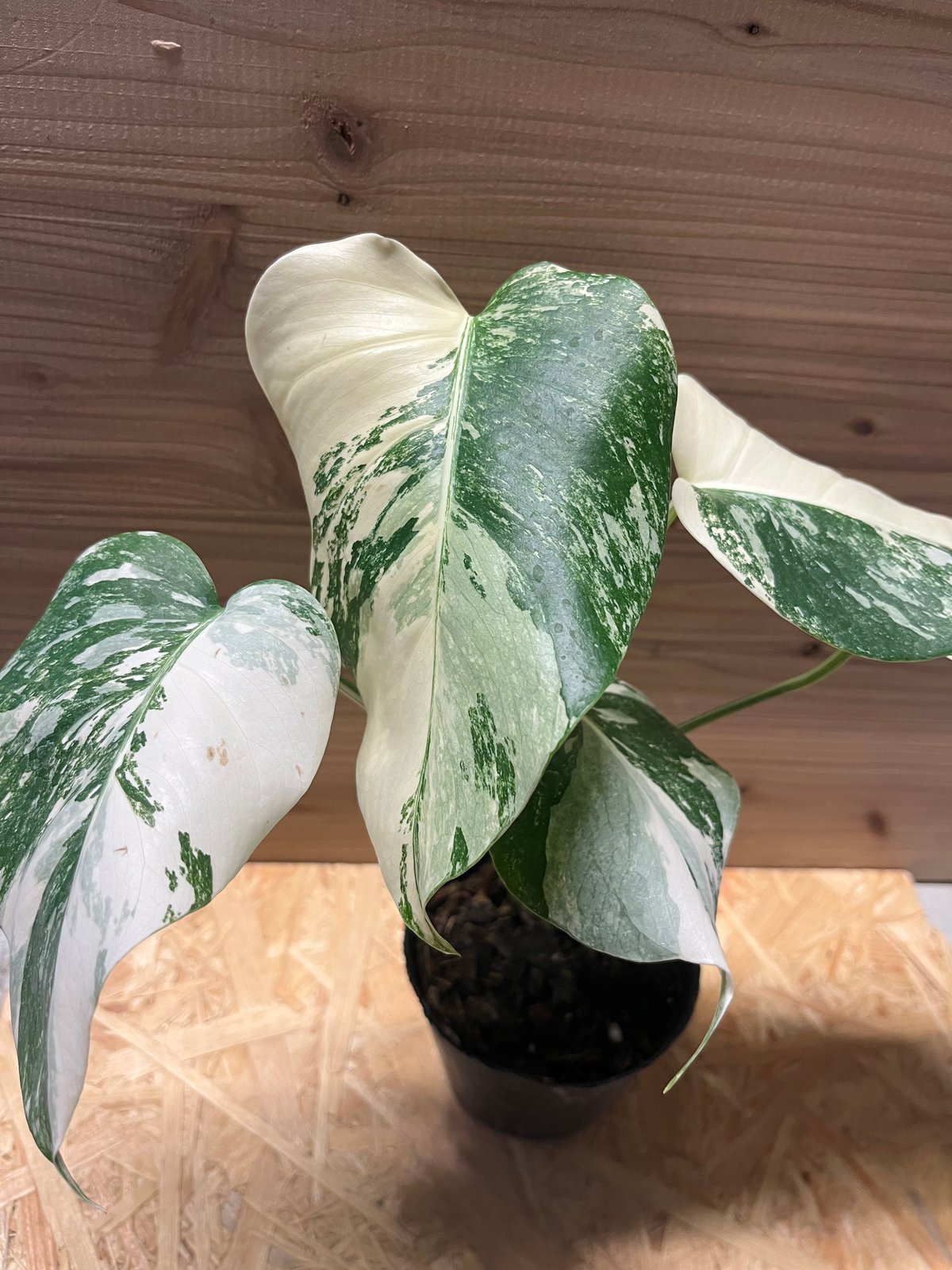 ①斑入りモンステラ　ボルシギアナ　極斑タイプ バリエガータ　カット苗 ①斑入りモンステラ ボルシギアナ 極斑タイプ バリエガータ カット苗