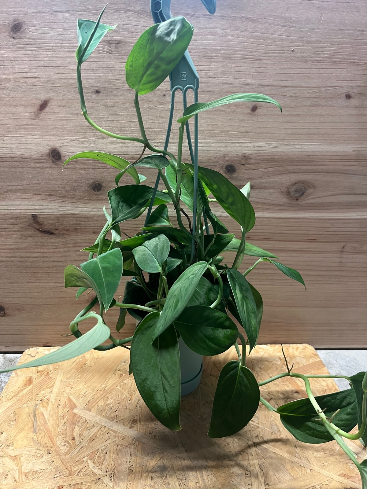 モンステラ 2224 | GREEN LUCK