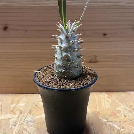 ホロンベンセ　現地球 パキポディウムホロンベンセ | STORES