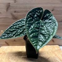 ビカクシダ リトルクラウン スポアセレクト | GREEN LUCK