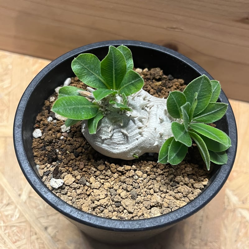 パキポディウム 恵比寿笑い | GREEN LUCK