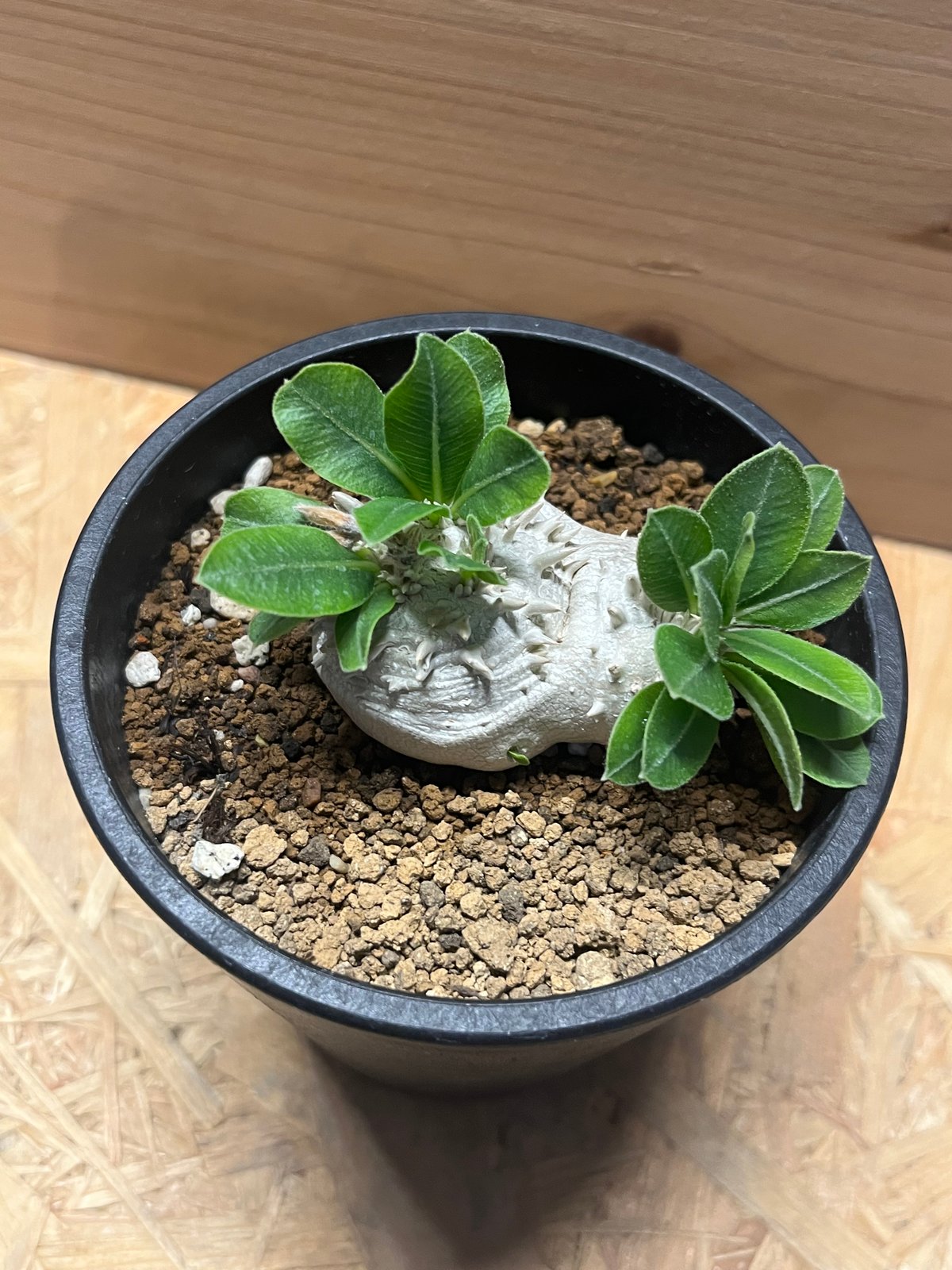 パキポディウム 恵比寿笑い Pachypodium brevicaule ⑥ Pachypodium brevicaule パキポディウム ブレビカウレ 恵比寿