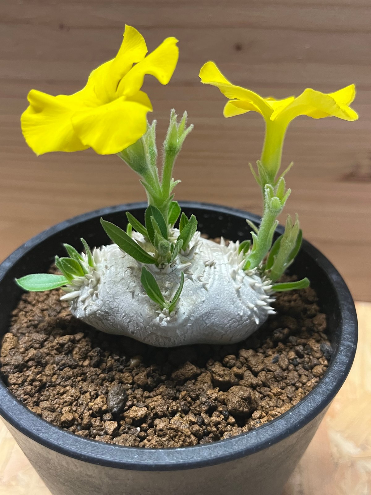パキポディウム 恵比寿笑い Pachypodium brevicaule ② Pachypodium brevicaule パキポディウム ブレビカウレ 恵比寿
