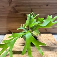 ラフィドフォラ テトラスペルマ ホワイトモンスター | GREEN LUCK