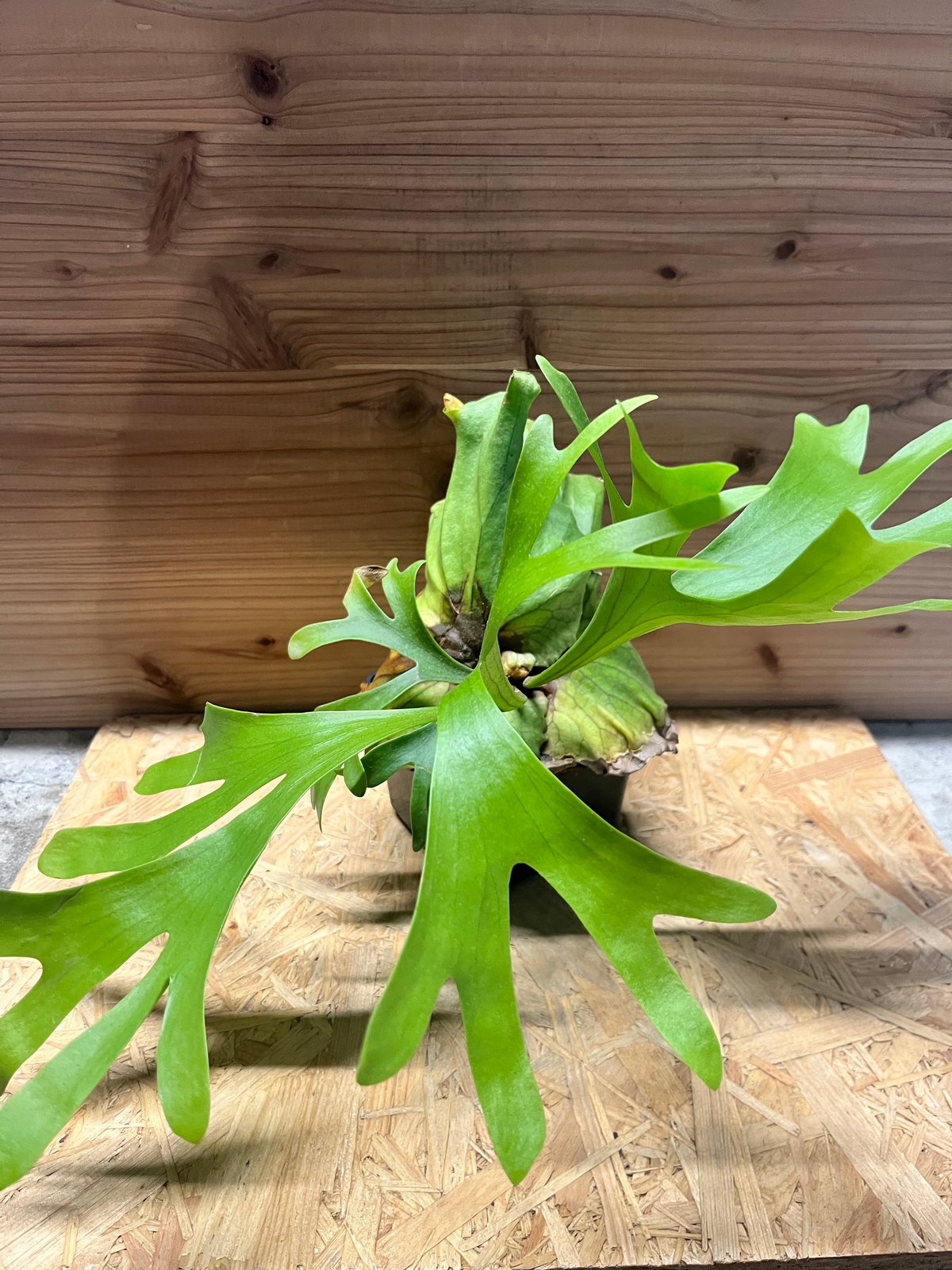 ビカクシダ キッチャクード | GREEN LUCK