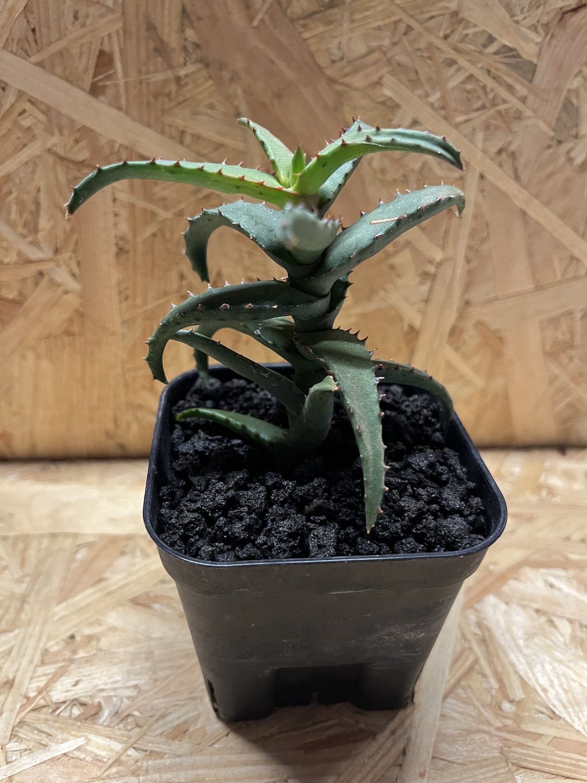 多肉植物 十兵衛×カスティロニアエ(根付き苗です) 多肉植物 十兵衛×カスティロニアエ(根付き苗です) アロエ