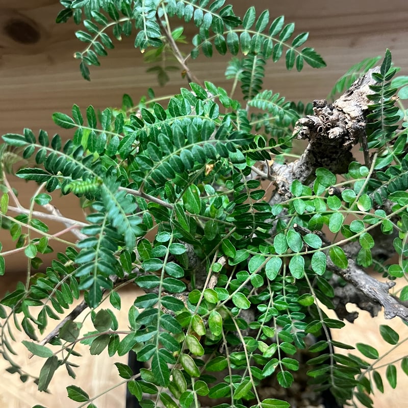 ボスウェリア　ネグレクタ ボスウェリア ネグレクタ | GREEN LUCK