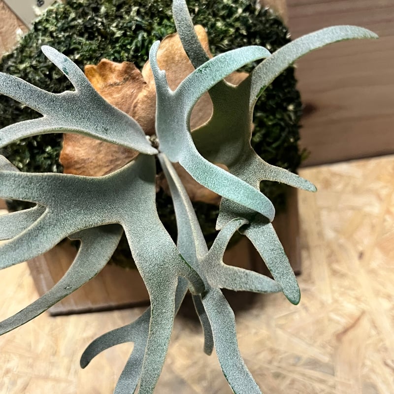 ウイリンキー　ビカクシダ ビカクシダ ウィリンキー cv. I ツビッキー 18「Platycerium .willin