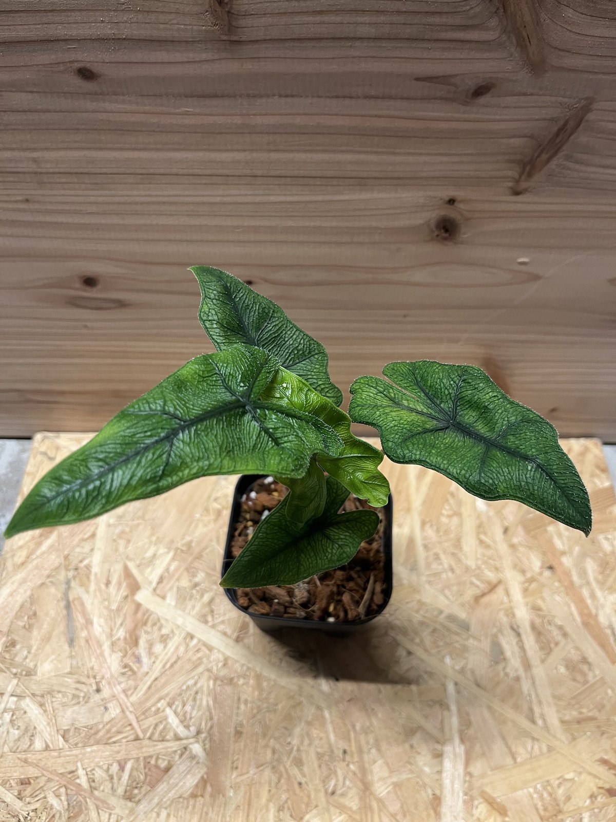 熱帯植物 ‼️希少‼️アロカシア ジャクリン バリエガータ 熱帯植物