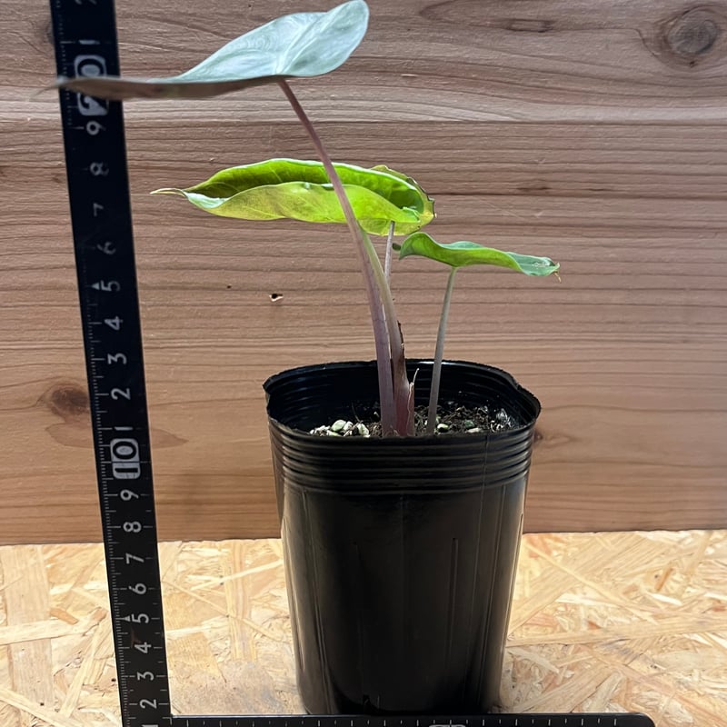 アロカシア ピンクドラゴン | GREEN LUCK