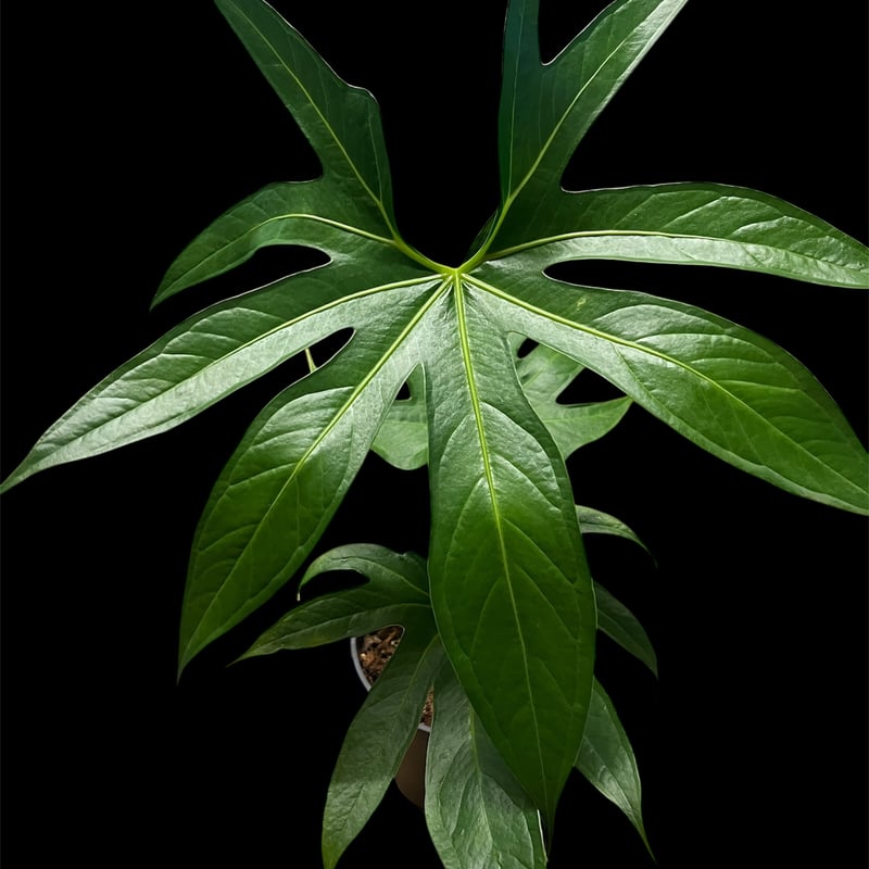 アンスリウム ペダトラディアツム | GREEN LUCK