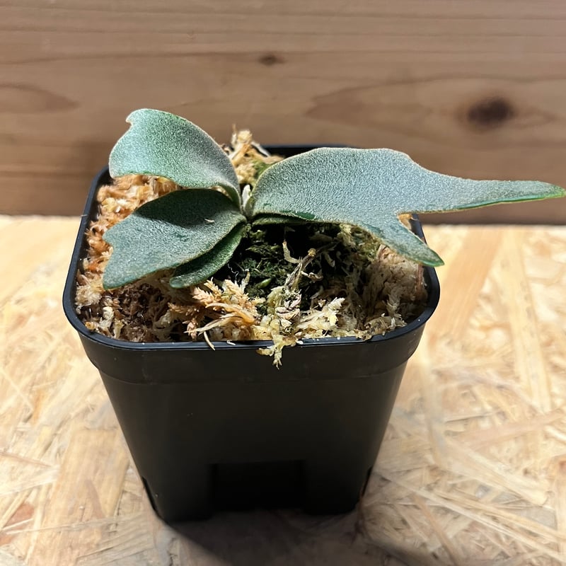 ビカクシダ ジェニー | GREEN LUCK