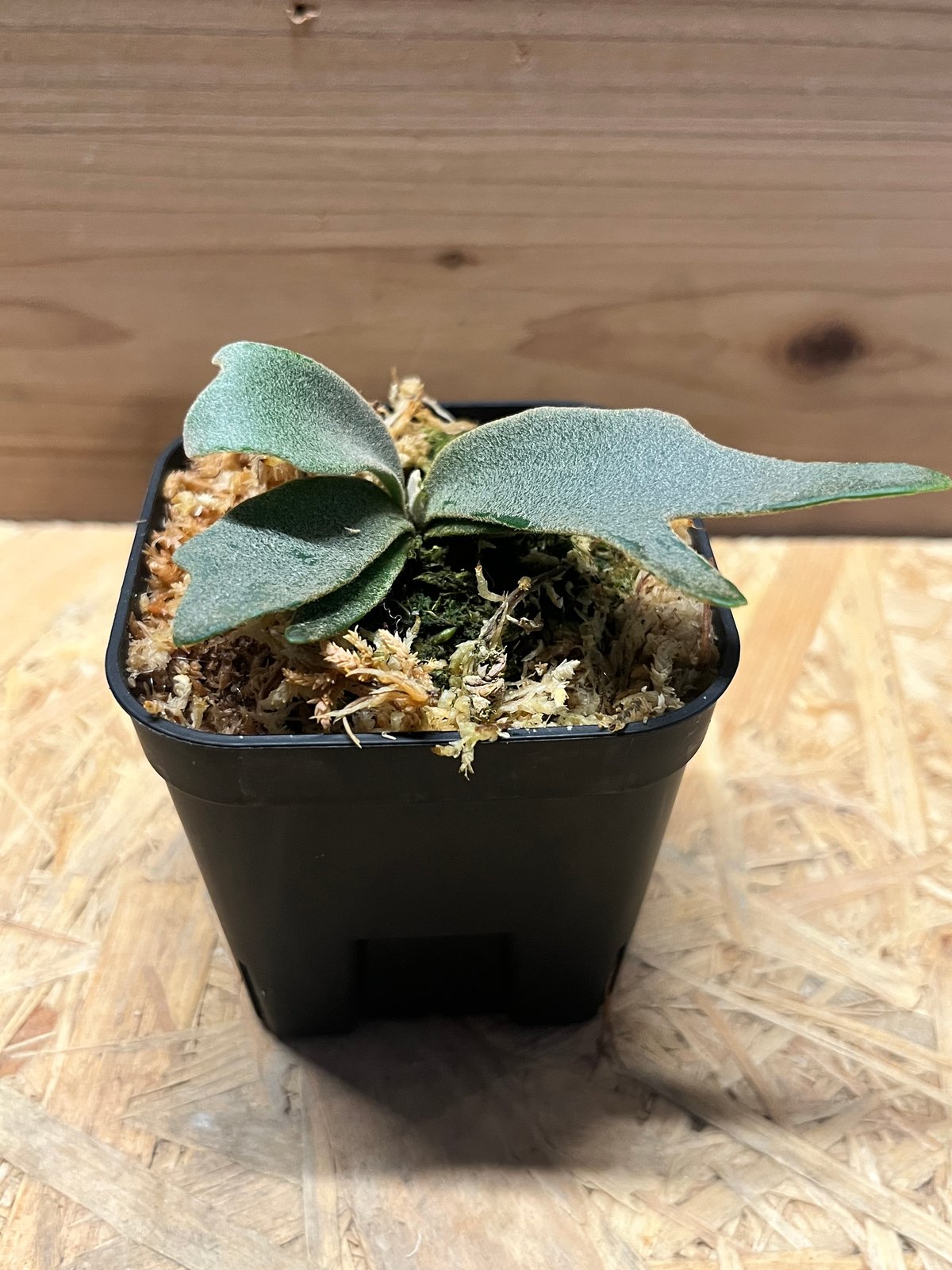 ビカクシダ ジェニー | GREEN LUCK