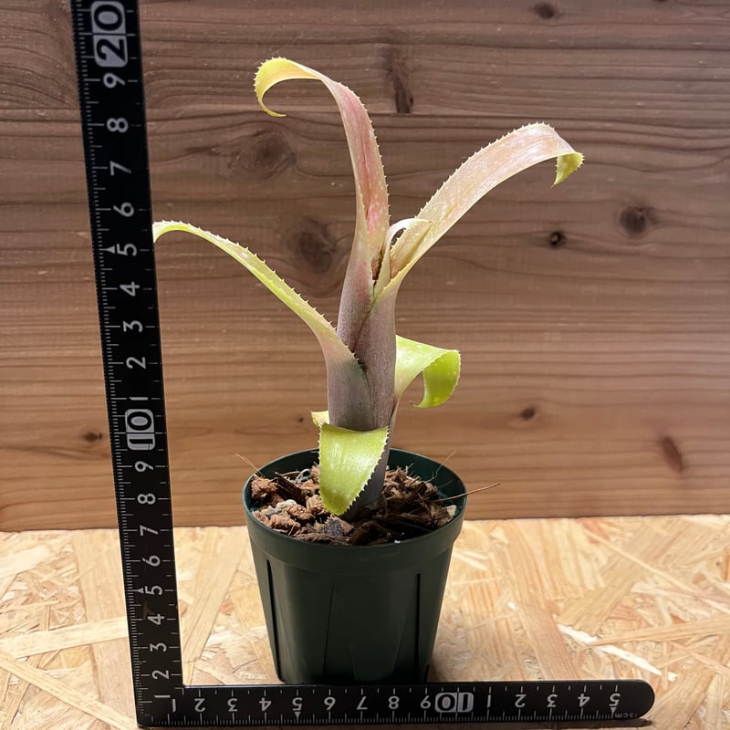 ビルベルギア オバケ | GREEN LUCK