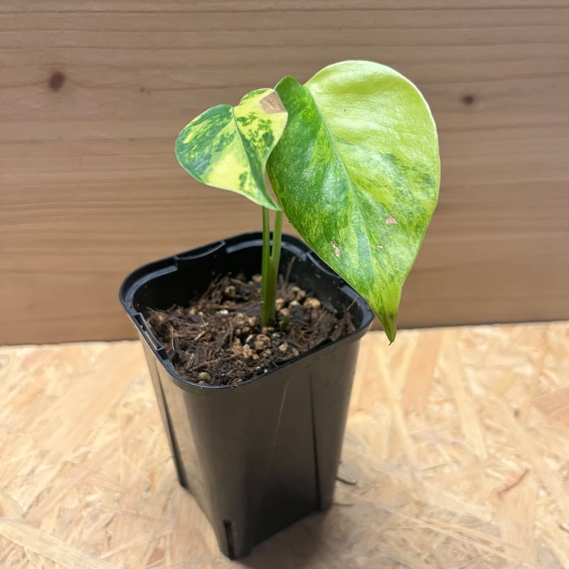 モンステラ デリシオーサ イエローマリリン | GREEN LUCK