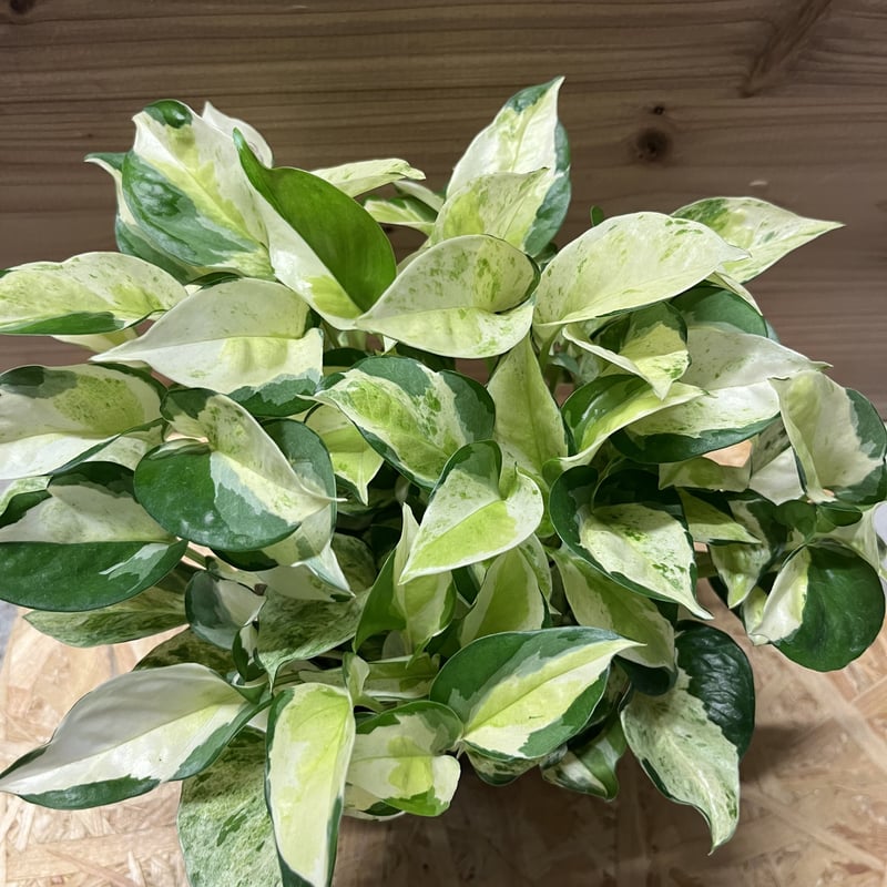 ポトス グローバル | GREEN LUCK