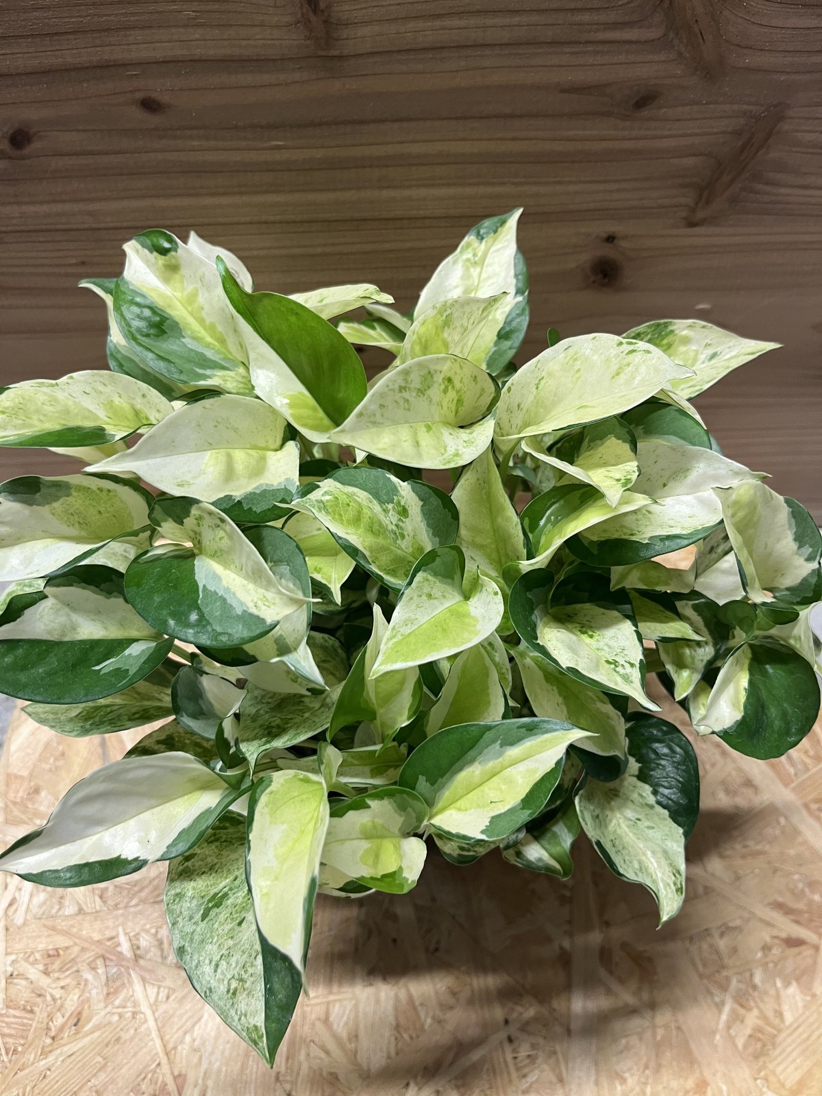 ぷーこ様ご確認用 ポトスグローバル エクセレント 