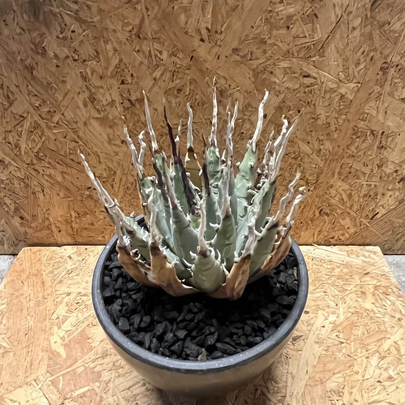 アガべ ユタエンシス エボリスピナ 陽炎 | GREEN LUCK