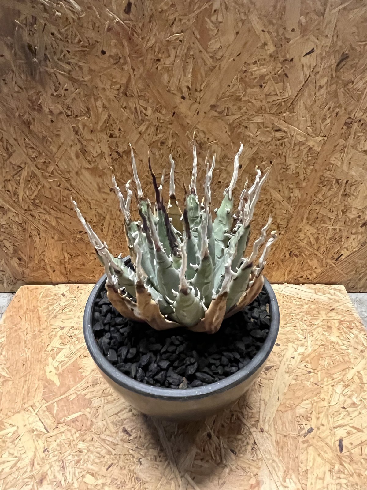 鋸歯がピース✌️❣️ US産　現地球　アガベ　ユタエンシス　エボリスピナ　陽炎 鋸歯がピース✌️❣️ US産 現地球 アガベ ユタエンシス