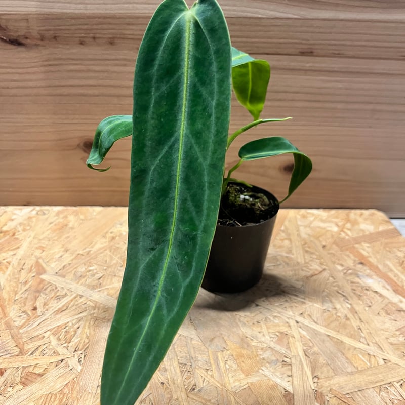 アンスリウム ワロクアナム | GREEN LUCK