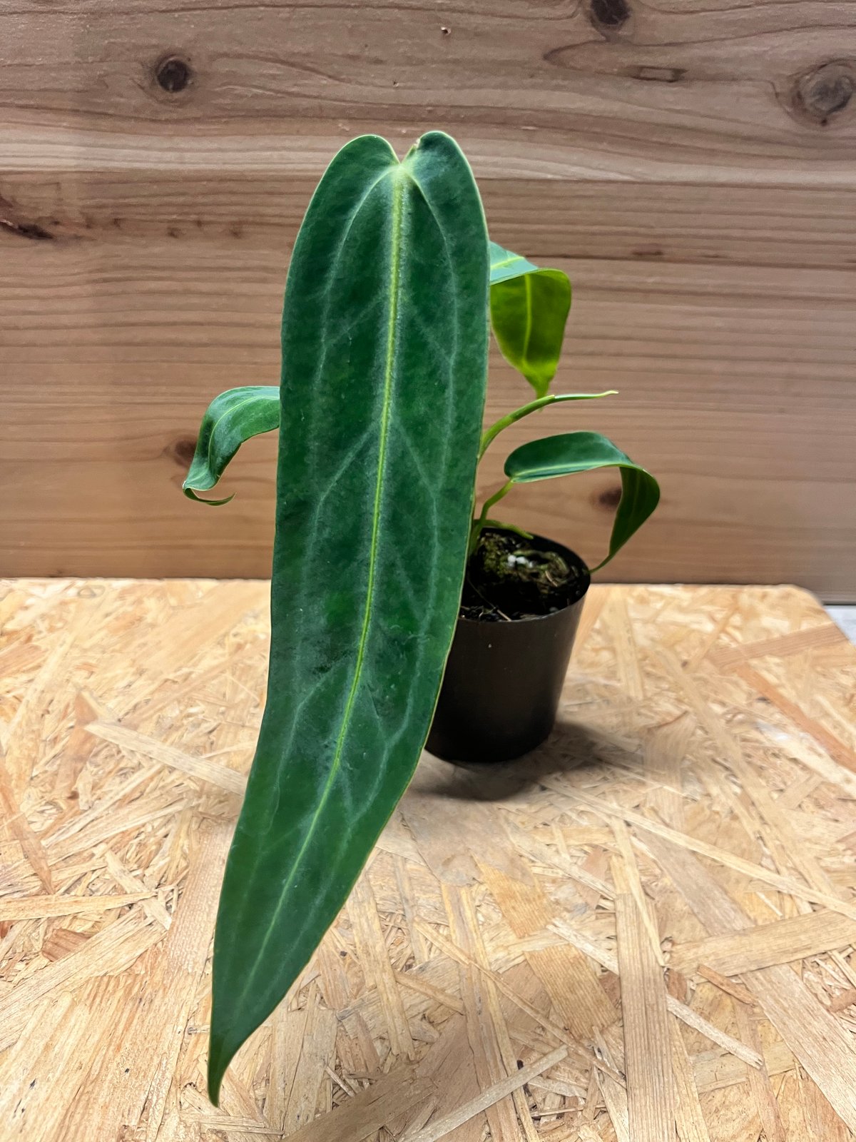 アンスリウム ワロクアナム | GREEN LUCK