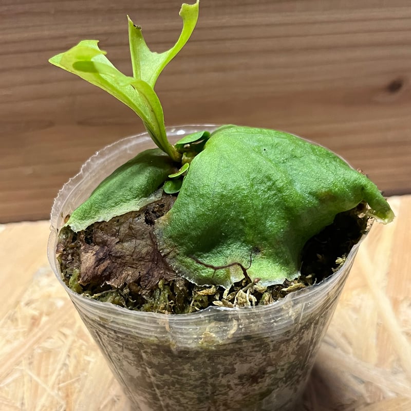 ビカクシダ リドレイ まとめ売り 現品) ビカクシダ リドレイ 'ドワーフ&コンパクト' (TC) (No.41134