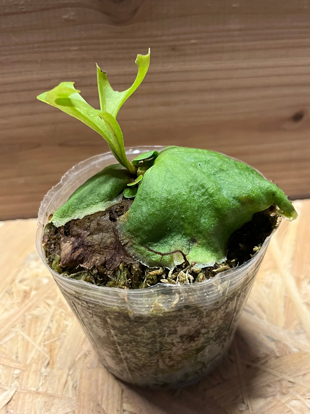 ビカクシダ リドレイ | GREEN LUCK