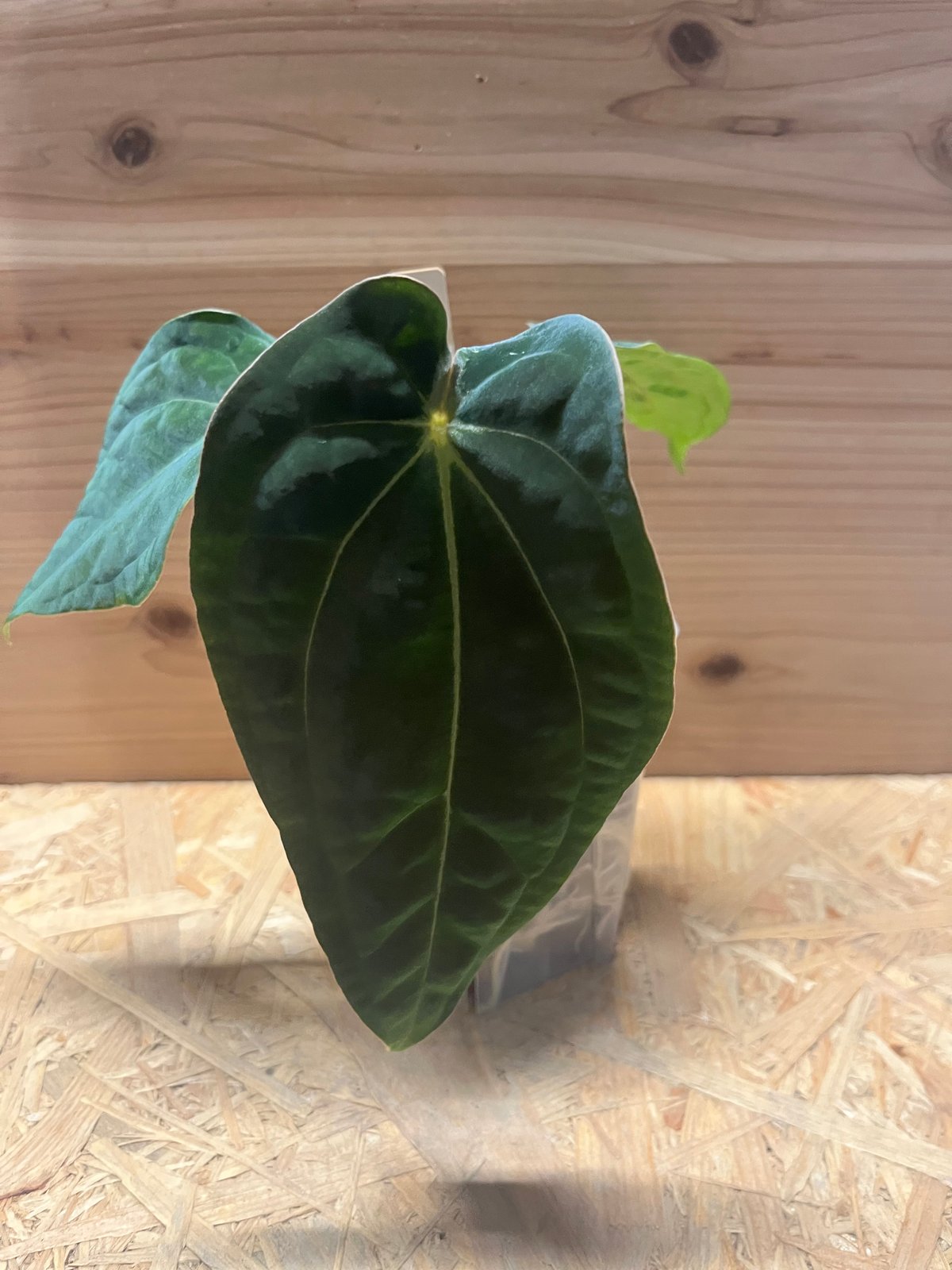 アンスリウム フォルゲッティ×アントラキー（tezula） | GREEN LUCK