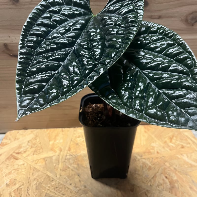 アンスリウム ルクスリアンス 'ブラック' | GREEN LUCK