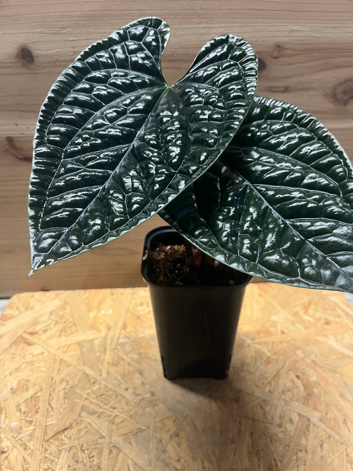 アンスリウム ルクスリアンス 'ブラック' | GREEN LUCK