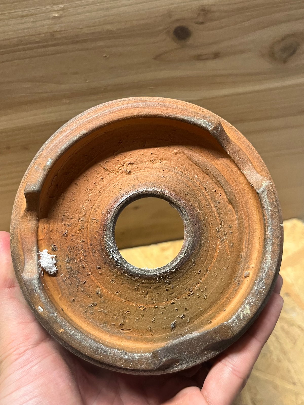 伝市鉢 穴窯 シャジン型 5.5号 | GREEN LUCK