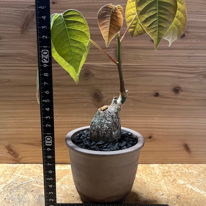 超大型 ボンバックス Pseudobombax ellipticum 鉢付 超大型 ボンバックス Pseudobombax ellipticum 鉢付 プセウドボン