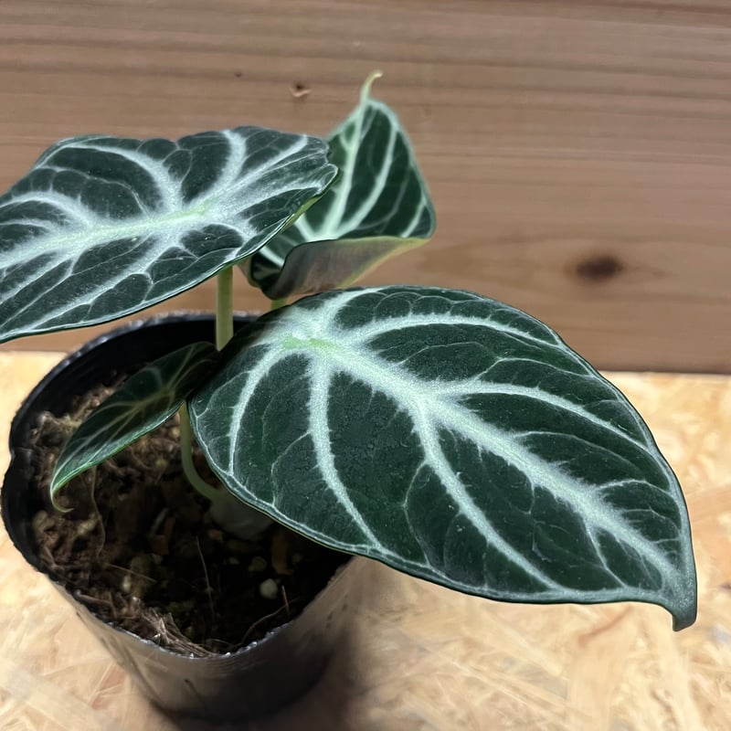 アロカシア ニンジャ | GREEN LUCK