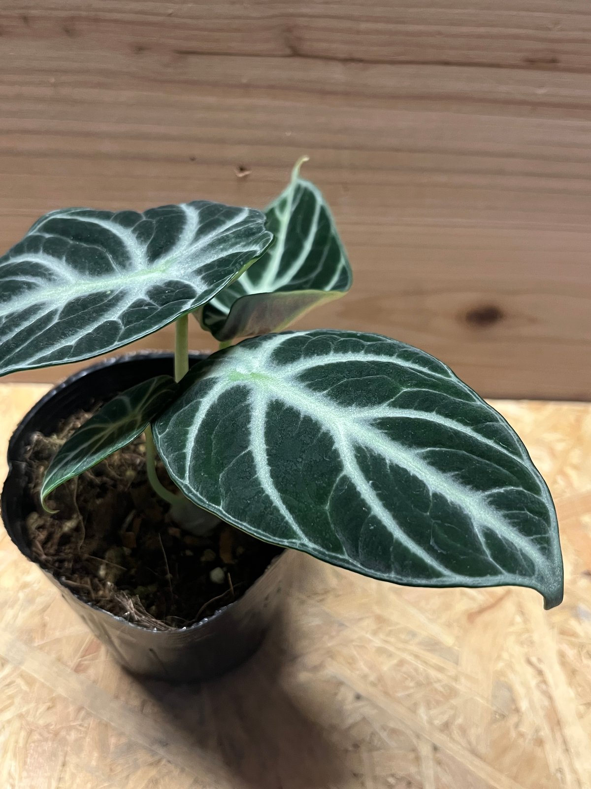 アロカシア ニンジャ | GREEN LUCK