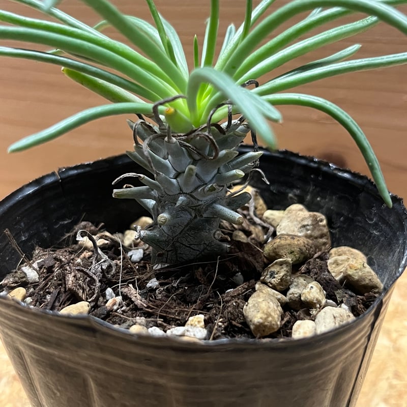 チレコドン ワリチー 発根済み 現在株コーデックス 多肉植物 塊根植物 チレコドン ワリチー 発根済み 現在株コーデックス 多肉植物