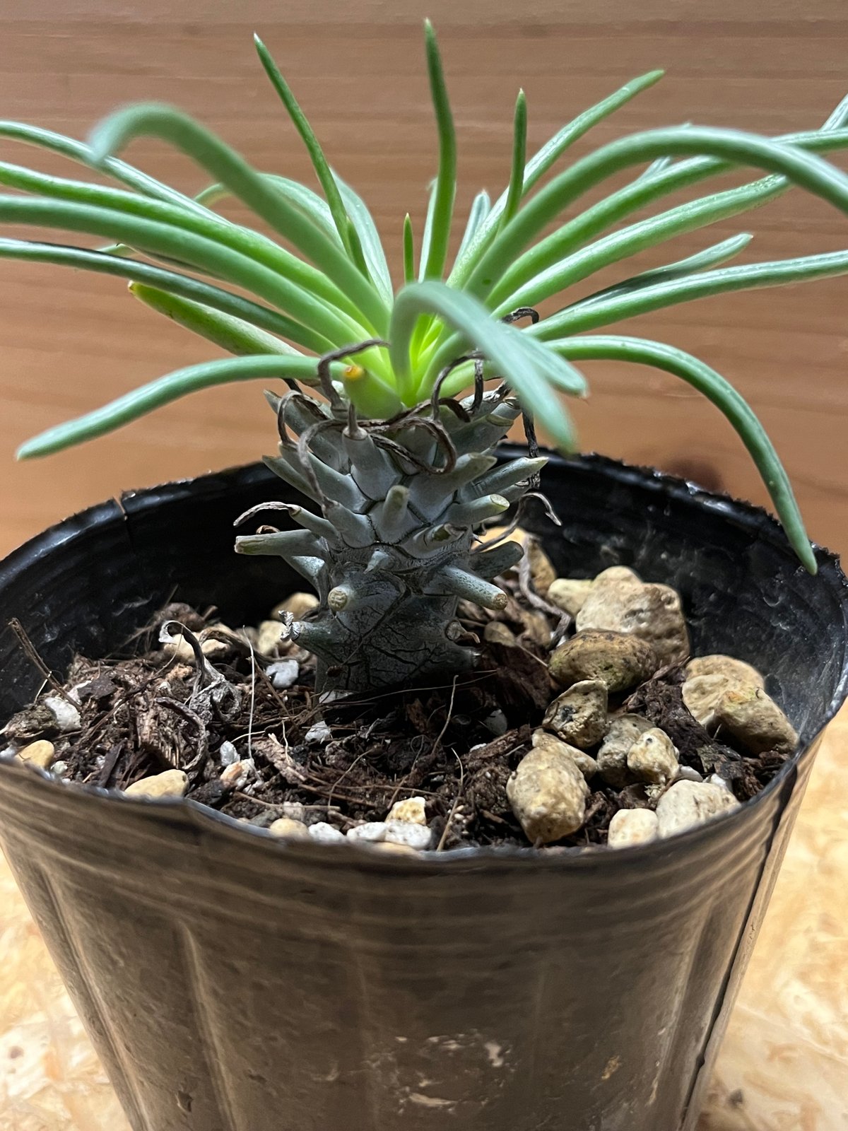 チレコドン ワリチー | GREEN LUCK