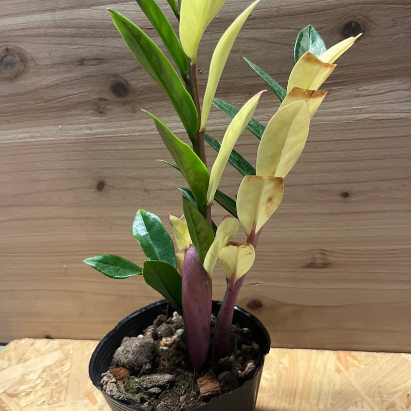 タイ産　ザミオクルカス　ザミフォーリア　ブラックゴールド　斑入り ザミオクルカス：ザミーフォリア（斑入り） 4号24-01 の通販