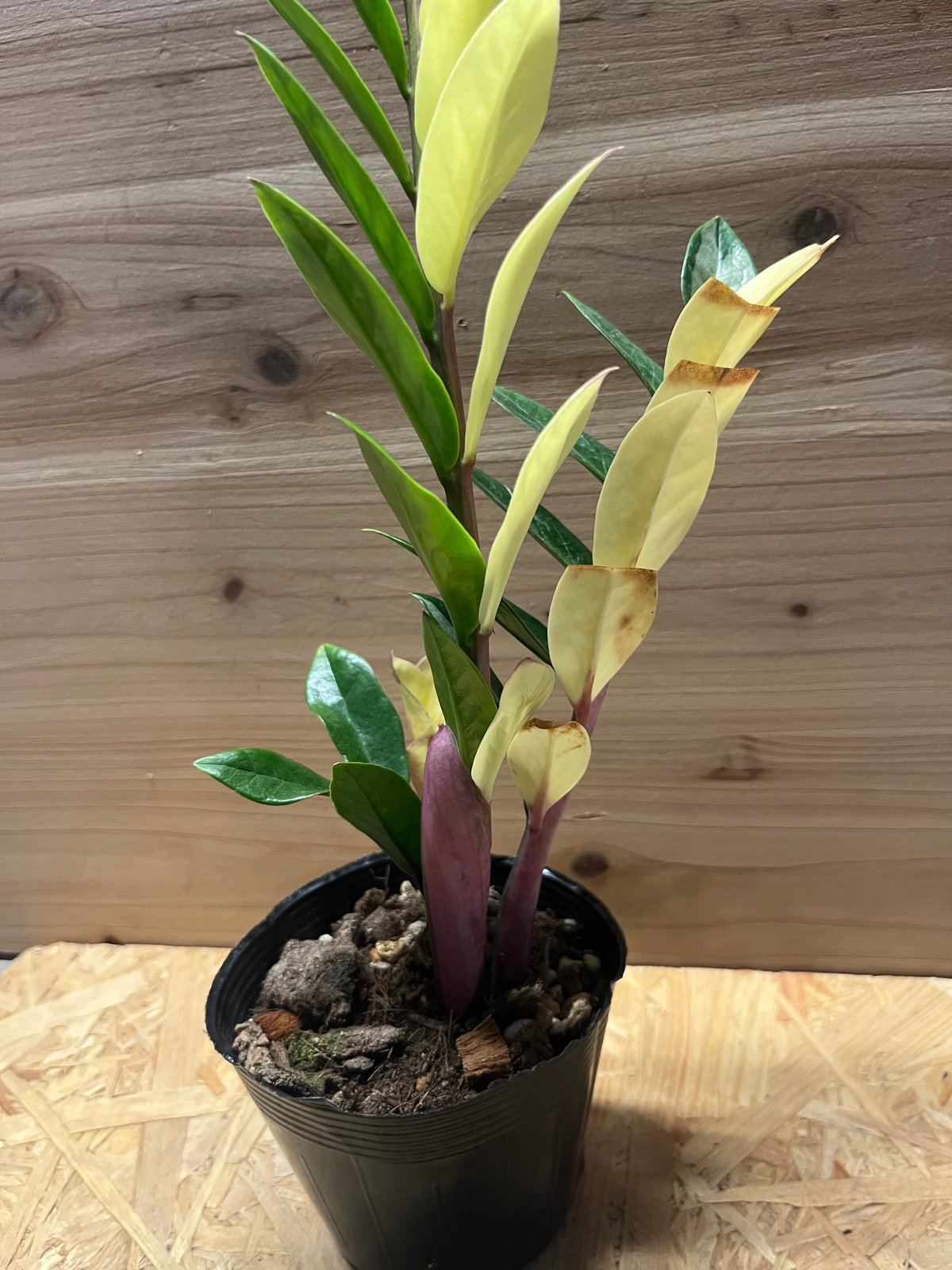 ザミオクルカス ザミフォーリア 斑入り | GREEN LUCK