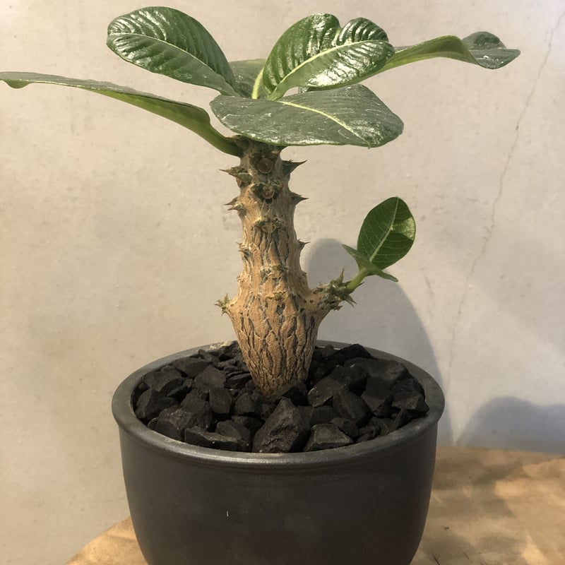 パキポディウム ウィンゾリー×伝市鉢 | GREEN LUCK