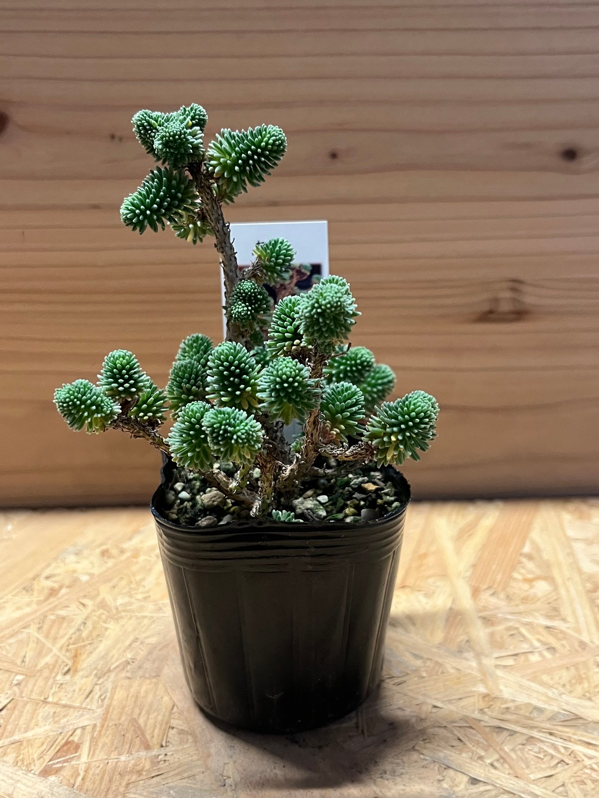 むむむ 96919_x800.jpg