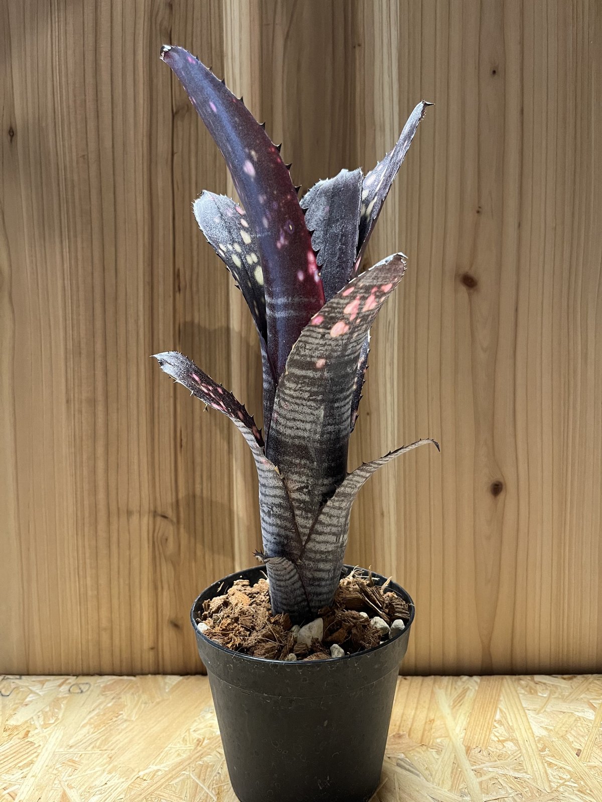 ビルベルギア スモークスタック | GREEN LUCK