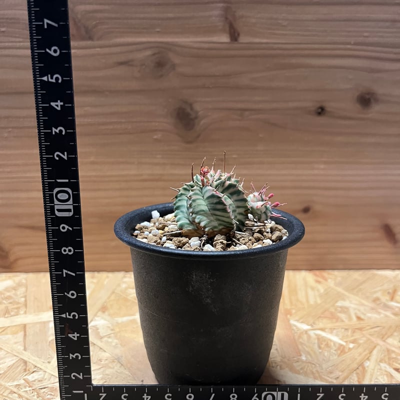 ユーフォルビア メロフォルミス錦 | GREEN LUCK