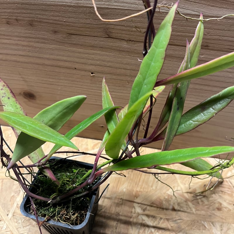 ホヤ スラウェシアナ | GREEN LUCK