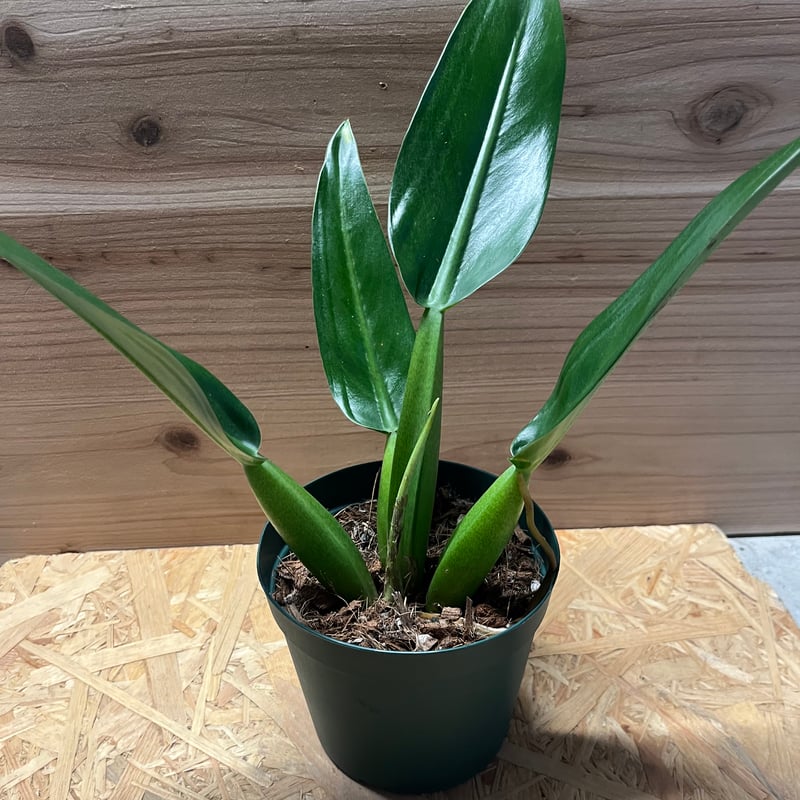 フィロデンドロン キャニフォリウム キャニホリウム ホテイカズラ