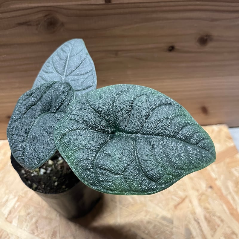 アロカシア メロ | GREEN LUCK