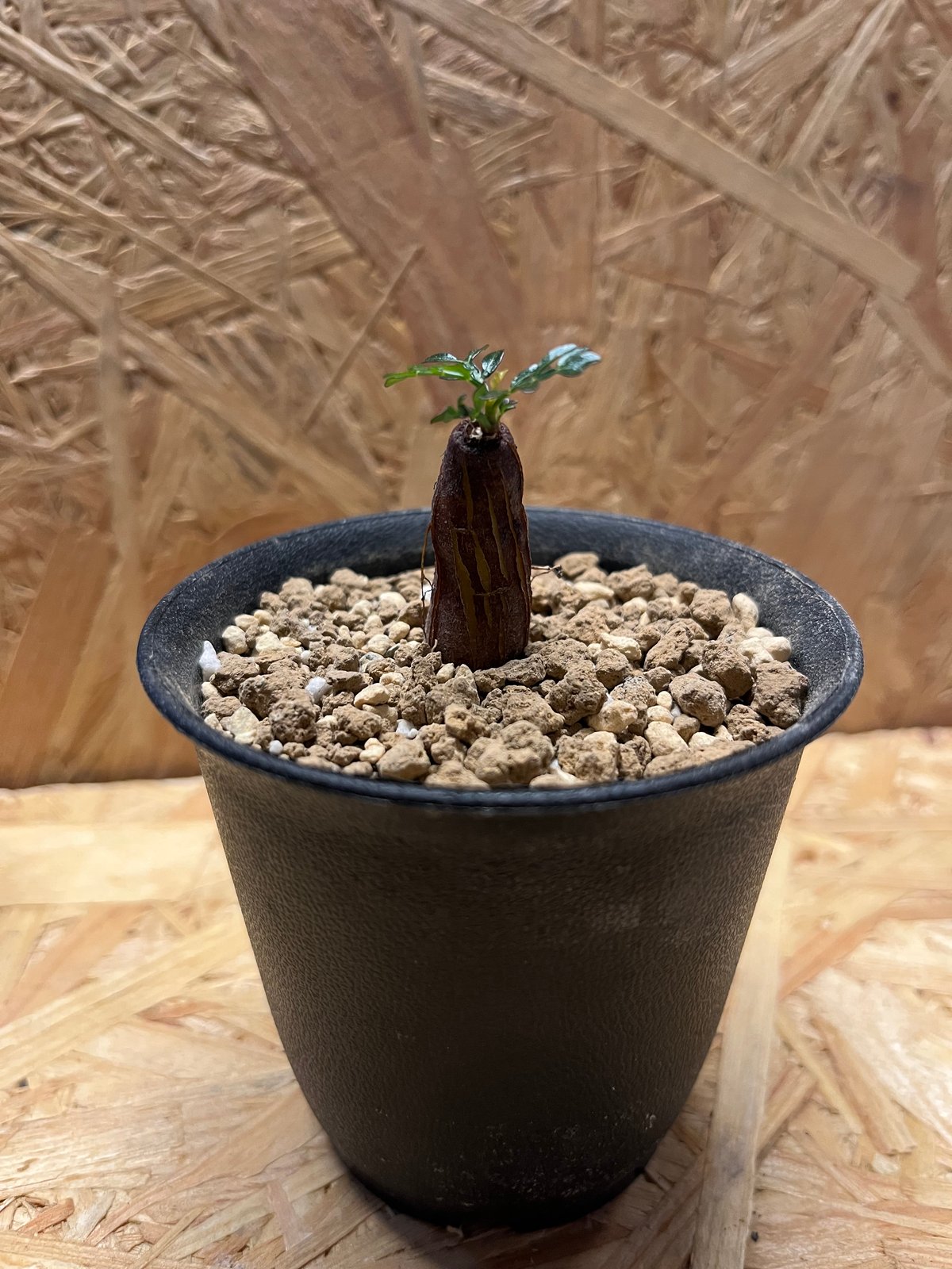 オペルクリカリア パキプス 根差し | GREEN LUCK