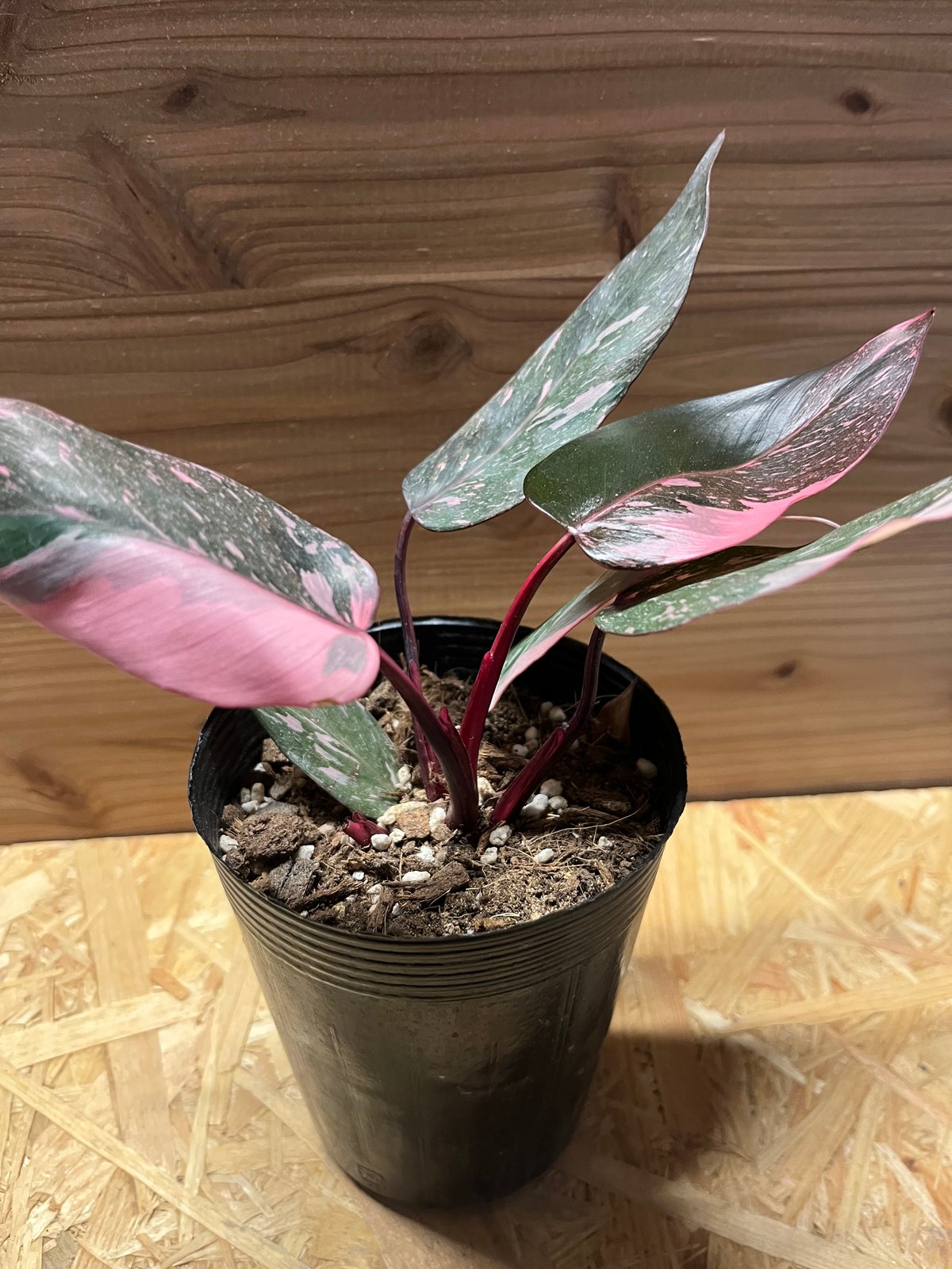 フィロデンドロン ピンクプリンセス ギャラクシー | GREEN LUCK