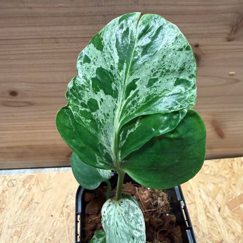 モンステラ デリシオーサ 'バルバソー' | GREEN LUCK