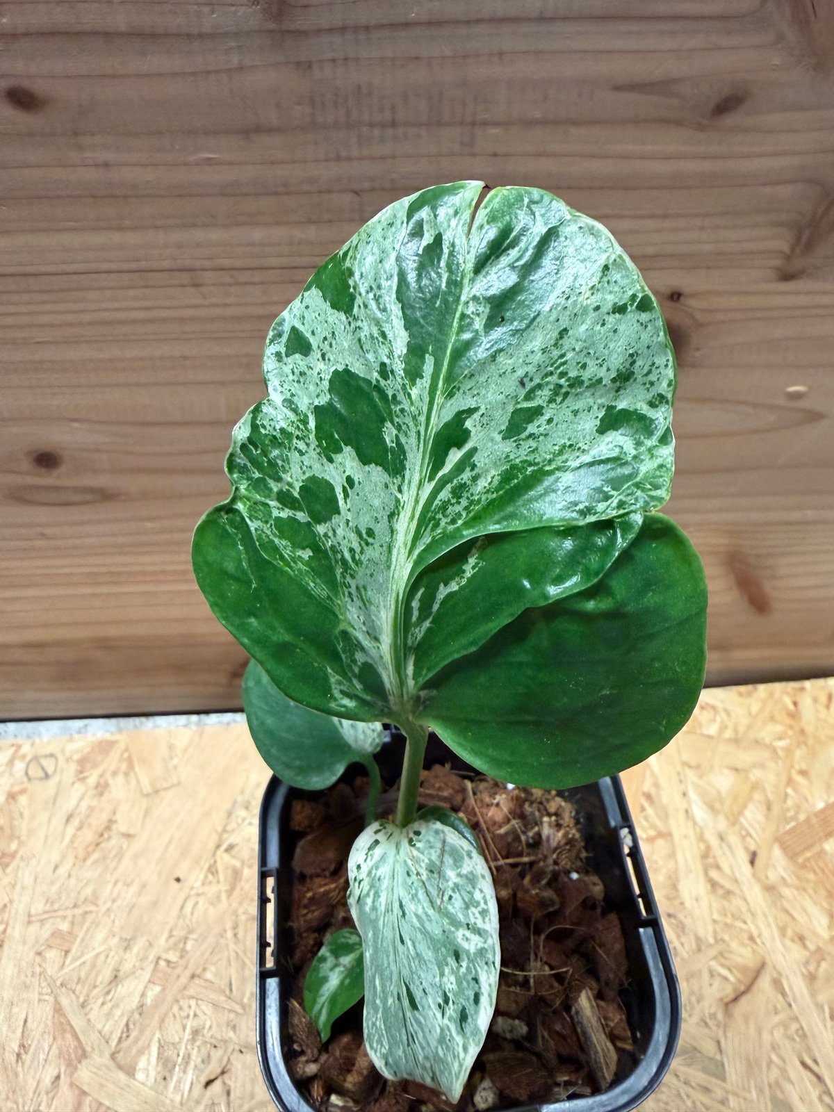 モンステラ デリシオーサ 'バルバソー' | GREEN LUCK